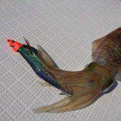 フィッシングボートACE(エース) 釣果