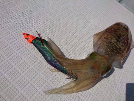 フィッシングボートACE(エース) 釣果