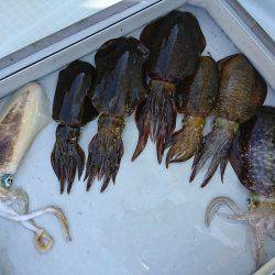 フィッシングボートACE(エース) 釣果