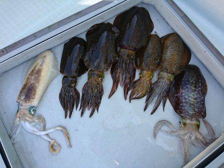 フィッシングボートACE（エース） 釣果