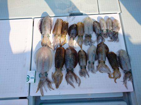 フィッシングボートACE(エース) 釣果