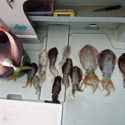 フィッシングボートACE（エース） 釣果