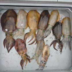 フィッシングボートACE(エース) 釣果