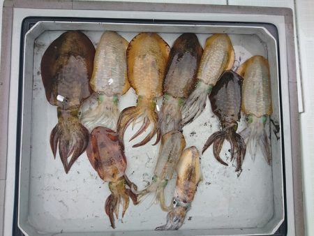 フィッシングボートACE(エース) 釣果