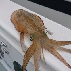 フィッシングボートACE(エース) 釣果