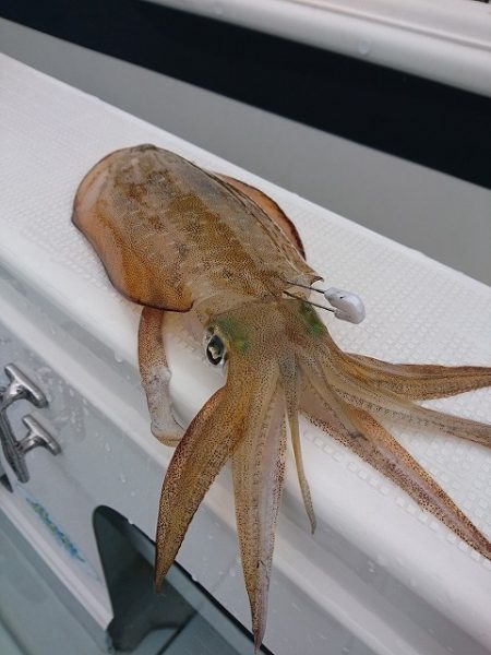 フィッシングボートACE（エース） 釣果