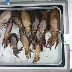 フィッシングボートACE(エース) 釣果