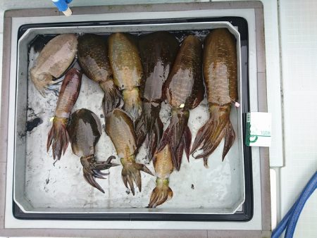 フィッシングボートACE(エース) 釣果