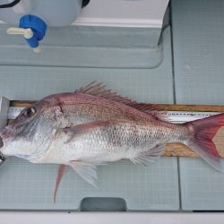 フィッシングボートACE(エース) 釣果