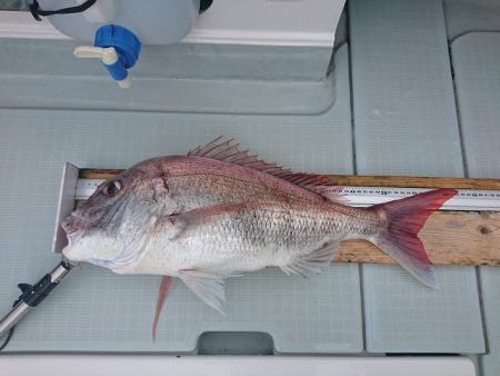 フィッシングボートACE(エース) 釣果