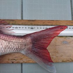 フィッシングボートACE(エース) 釣果