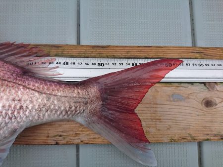 フィッシングボートACE(エース) 釣果