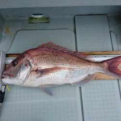 フィッシングボートACE(エース) 釣果