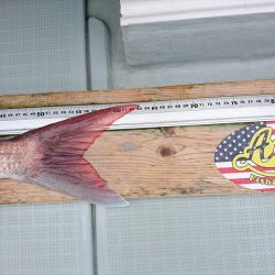 フィッシングボートACE(エース) 釣果