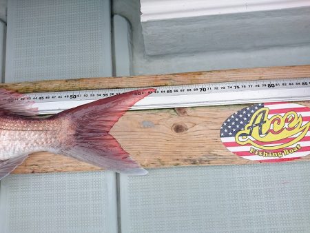 フィッシングボートACE(エース) 釣果