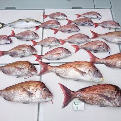 フィッシングボートACE(エース) 釣果