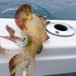 フィッシングボートACE（エース） 釣果