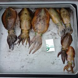 フィッシングボートACE（エース） 釣果