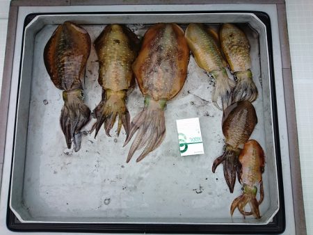 フィッシングボートACE（エース） 釣果