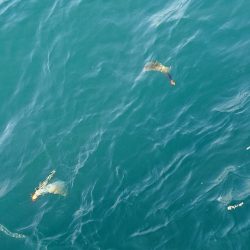 フィッシングボートACE(エース) 釣果