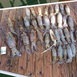 フィッシングボートACE(エース) 釣果