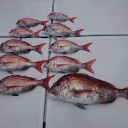 フィッシングボートACE(エース) 釣果