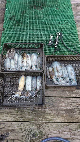 シードリーム 釣果