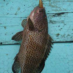 シードリーム 釣果