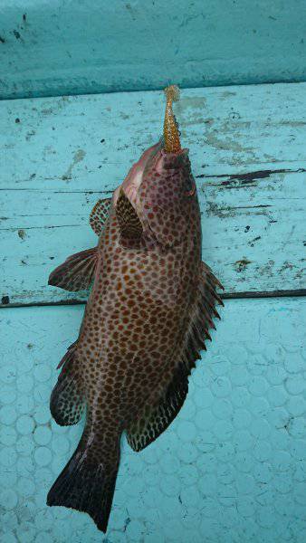 シードリーム 釣果