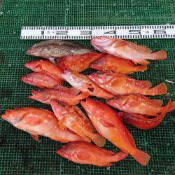 シードリーム 釣果