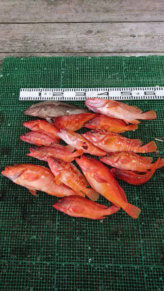 シードリーム 釣果