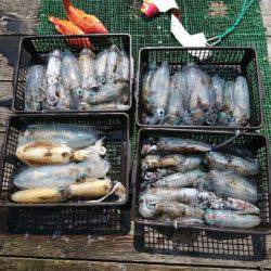 シードリーム 釣果