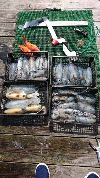 シードリーム 釣果