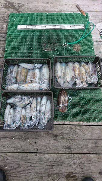 シードリーム 釣果