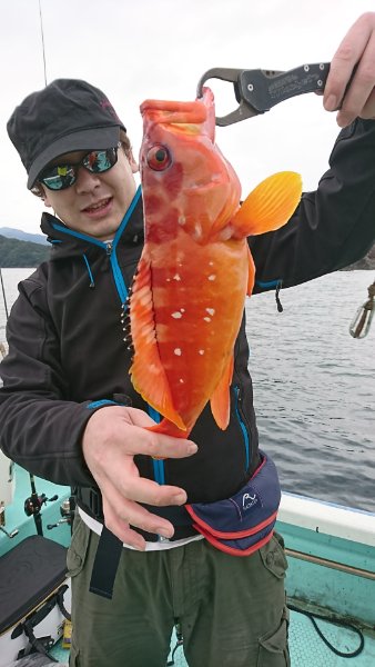 シードリーム 釣果