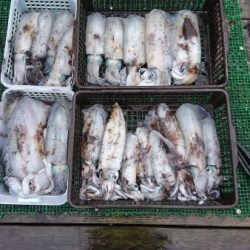 シードリーム 釣果