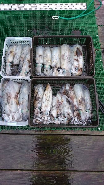 シードリーム 釣果