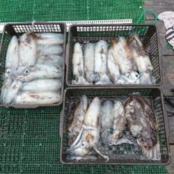 シードリーム 釣果