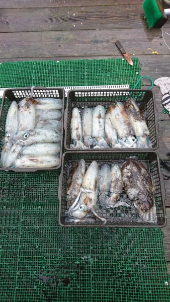 シードリーム 釣果