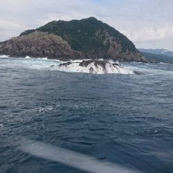 シードリーム 釣果