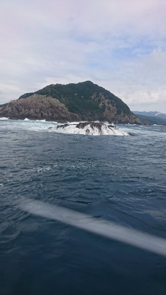 シードリーム 釣果