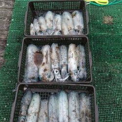 シードリーム 釣果