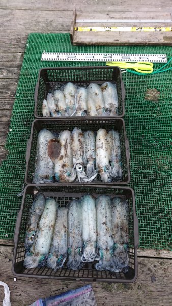 シードリーム 釣果