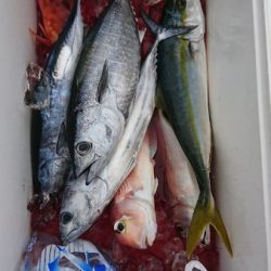 シードリーム 釣果