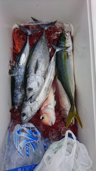 シードリーム 釣果