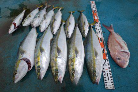 アジアマリンサービス 釣果