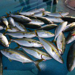 アジアマリンサービス 釣果