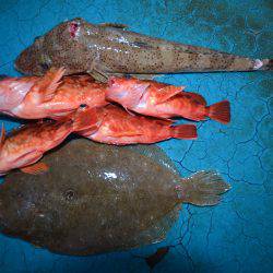 アジアマリンサービス 釣果