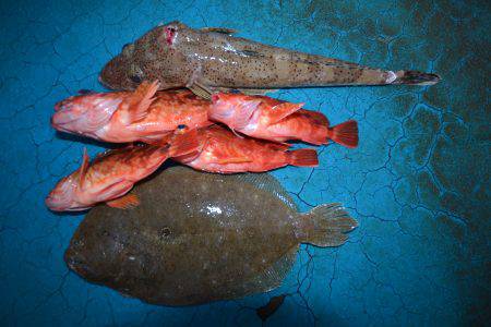 アジアマリンサービス 釣果