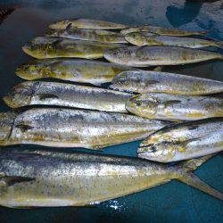 アジアマリンサービス 釣果